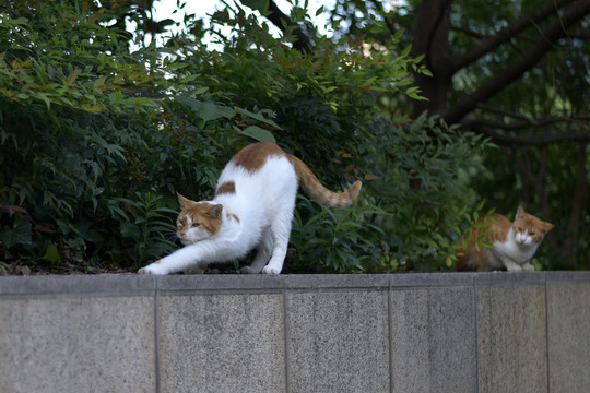 正在伸懒腰的猫