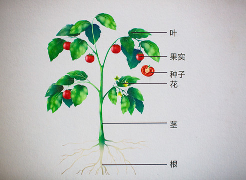 植物结构