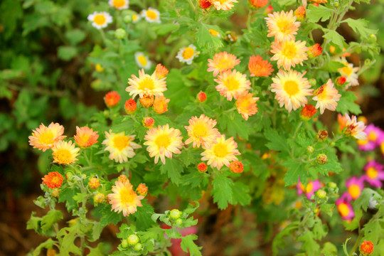 小雏菊