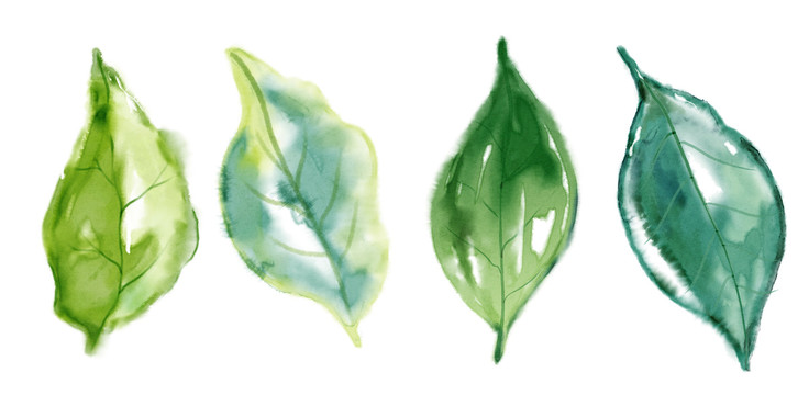 手绘水彩植物叶子叶片插图