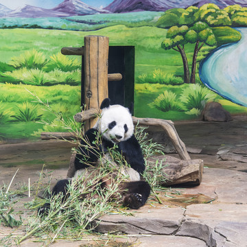 动物园吃竹子的大熊猫刚刚