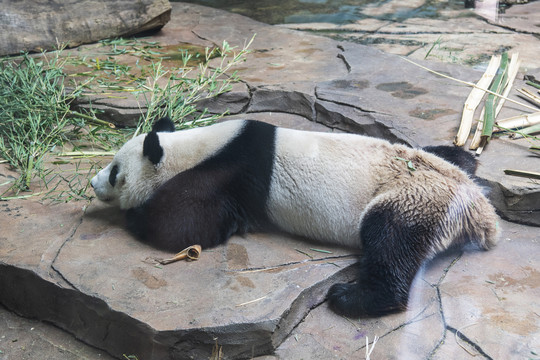 动物园地上扒着的大熊猫刚刚