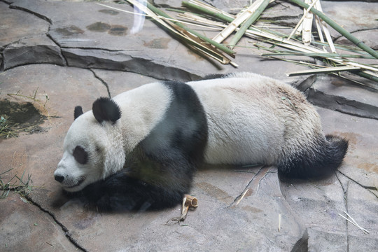 动物园在地扒着的大熊猫刚刚