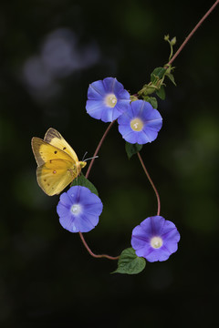 蝶恋花