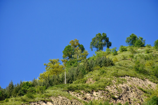 山崖树木