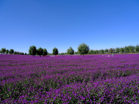 紫色马鞭草花园