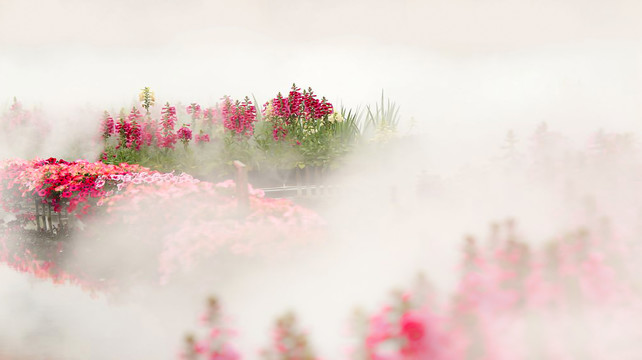毛地黄花海