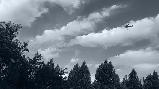 天空白云飞机树