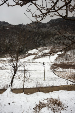 冬季农村积雪覆盖树木田园
