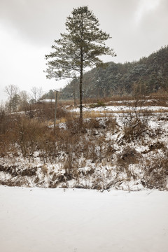 冬季农村大雪覆盖树木田园