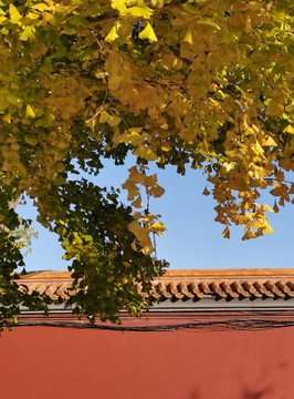 北京老宫墙与银杏叶