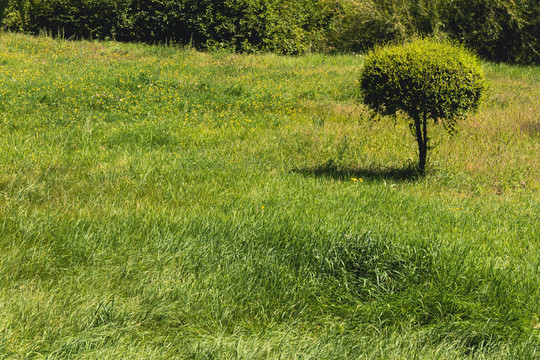 夏季草原一棵树