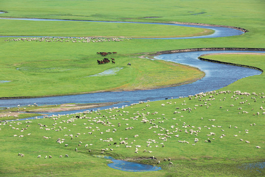 草原羊群马群河流夏天