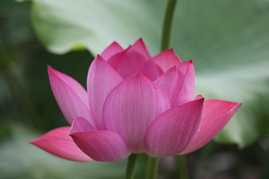 高清荷花摄影