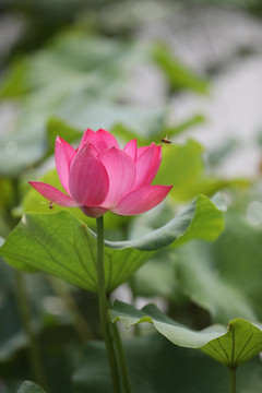 高清荷花摄影