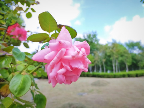 盛开的花朵