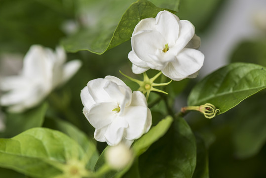 茉莉花特写