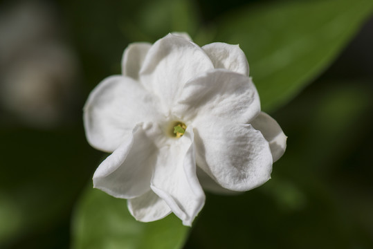 茉莉花高清图片素材