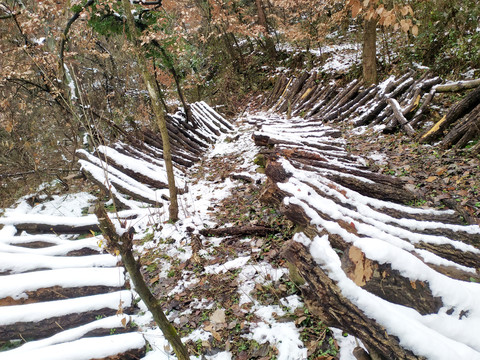 雪地里的野生花菇