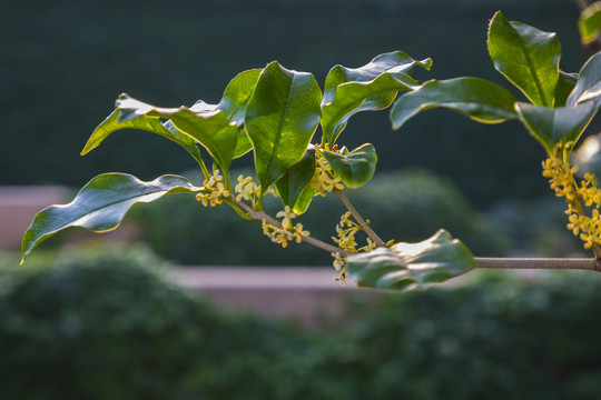 桂花