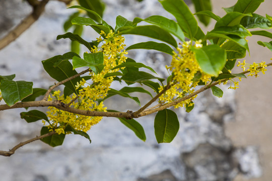 桂花