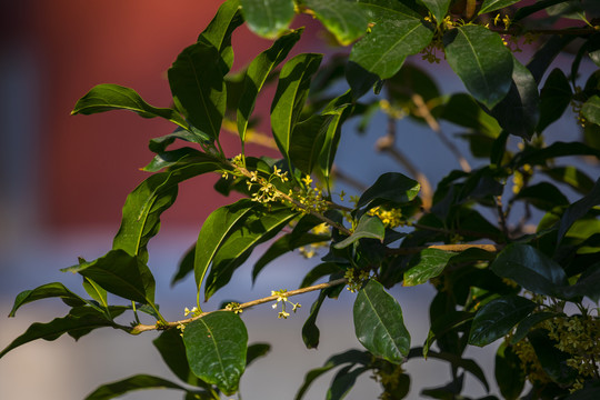 桂花