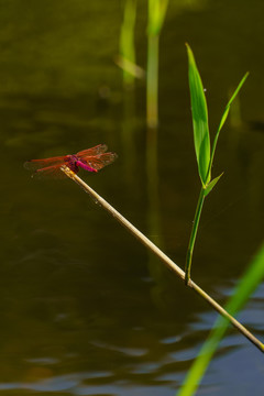 枝头上的一只红蜻蜓