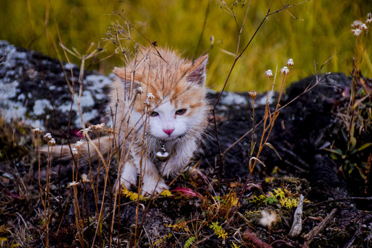 迷失荒野中的小猫