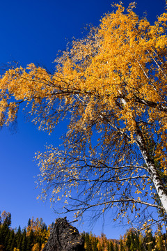 秋天树木的金色落叶