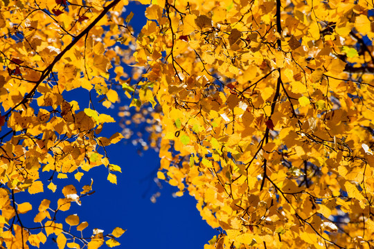 秋天的金色树叶