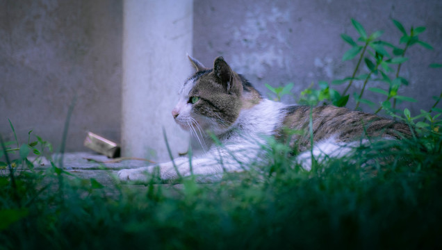 野猫