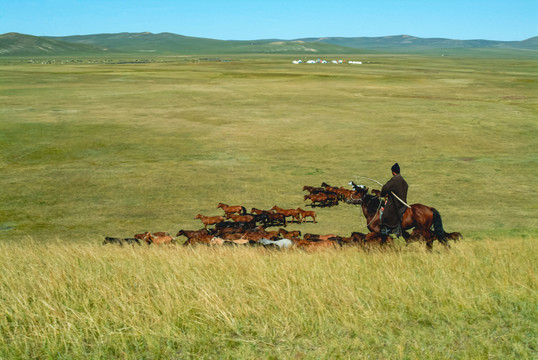 草原蒙古族牧马马群