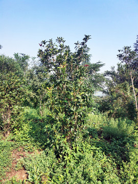 油茶树