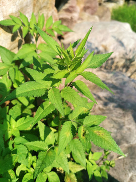 鬼针草