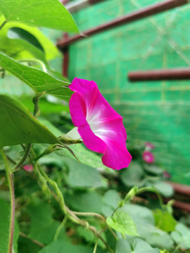 紫色牵牛花