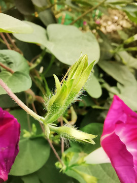 紫色牵牛花