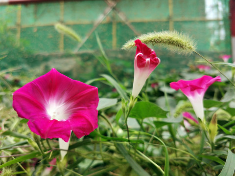 紫色牵牛花
