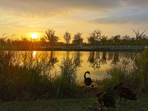 金色池塘边的野天鹅