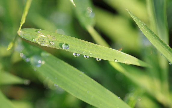 草叶上的露珠