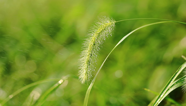 狗尾草上的水珠