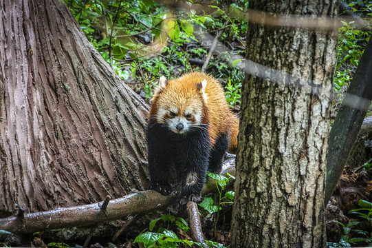 小熊猫