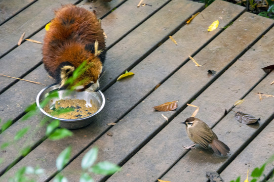 小熊猫