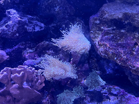 水族馆珊瑚礁