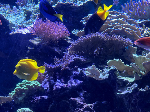 水族馆珊瑚礁