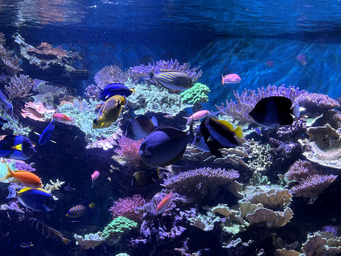 水族馆珊瑚礁