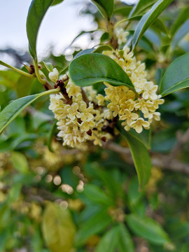 庭院装饰花卉桂花盛开