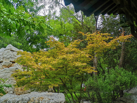 秋天公园枫树叶子黄了