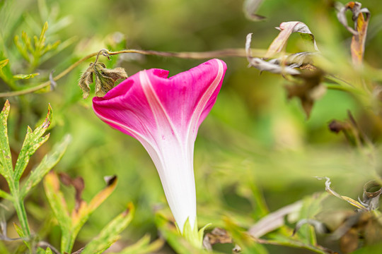 牵牛花