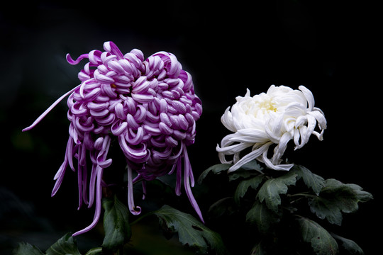 紫色菊