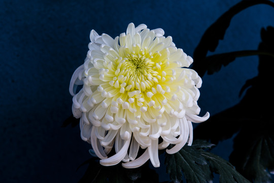 白色菊